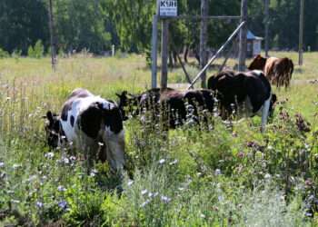 За выпас в неположенном месте сельскохозяйственных животных полагается штраф