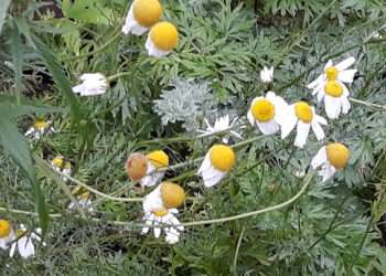 Помидоры из теплиц пока можно не убирать