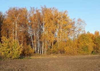 В ночь со вторника на среду из Челябинской области улетает бабье лето