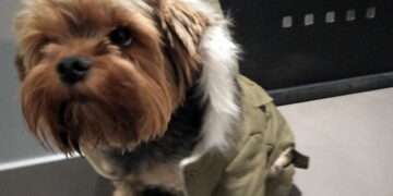 О чем нужно знать владельцам домашних животных