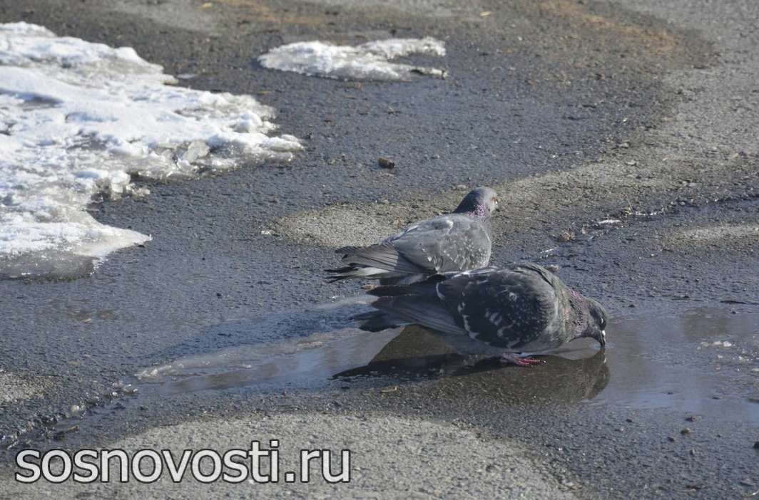 На Авдотью вода – на Егория трава: о весне и урожае расскажут приметы