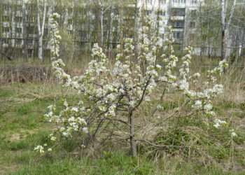 Праздничные дни в Челябинской области могут быть дождливыми