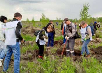 В Кременкульском лесничестве высадили молодые деревья