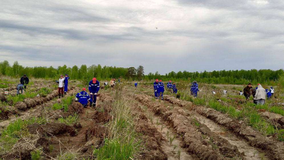 В Кременкульском лесничестве высадили молодые деревья