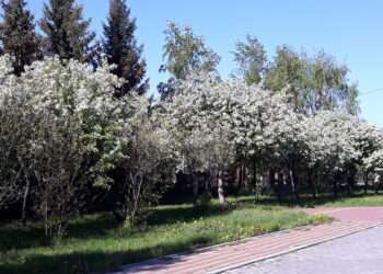 В выходные на Южный Урал Дед Мороз может прислать телеграмму