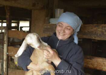 От «Халуми» до «Манчего»: сосновские фермеры производят молочные продукты