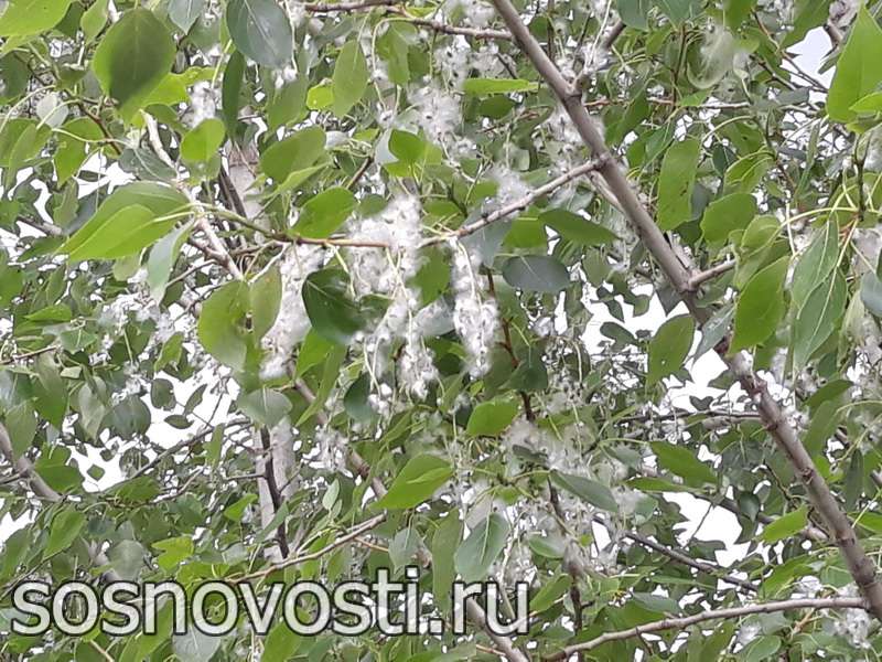 Внезапные грозы, ураганные порывы ветра, умеренная температура и неспокойное солнце
