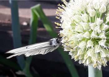 Курортная погода на Южном Урале закончится в праздник
