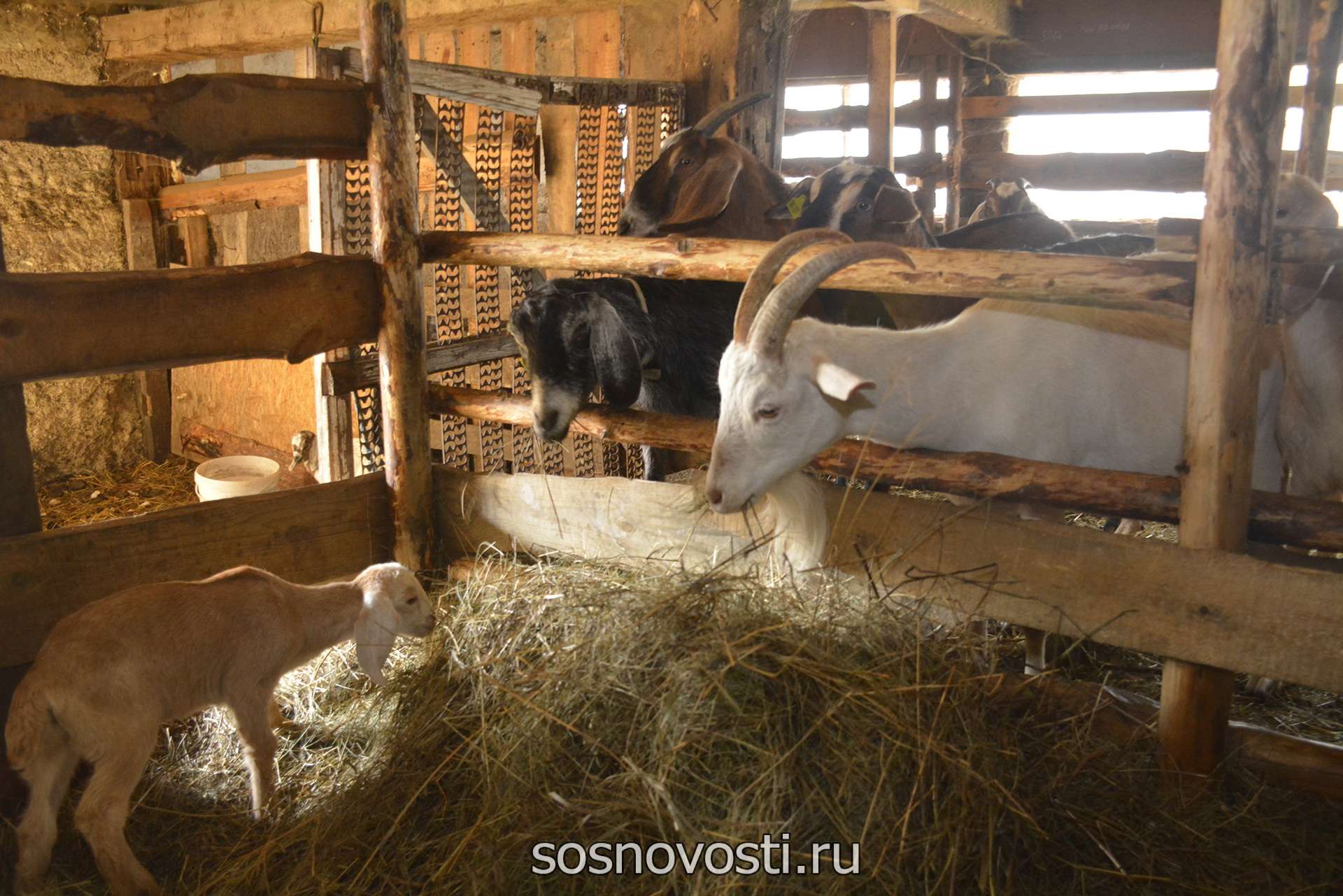 От «Халуми» до «Манчего»: сосновские фермеры производят молочные продукты
