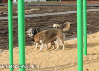 Почему не рекомендуется кормить бродячих собак