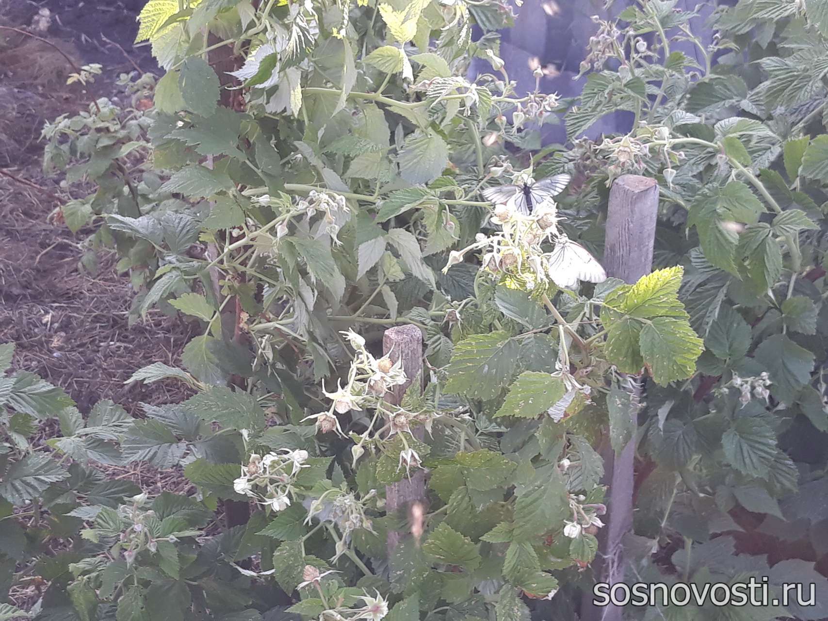 Что в июне делать в огороде, чтобы в сентябре собрать урожай