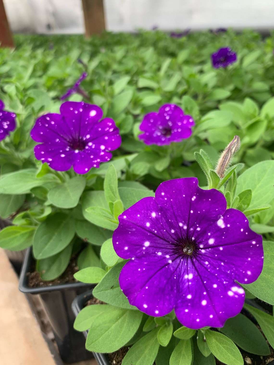 Абрикосы, петунии и другие обитатели сада: садовод делится опытом