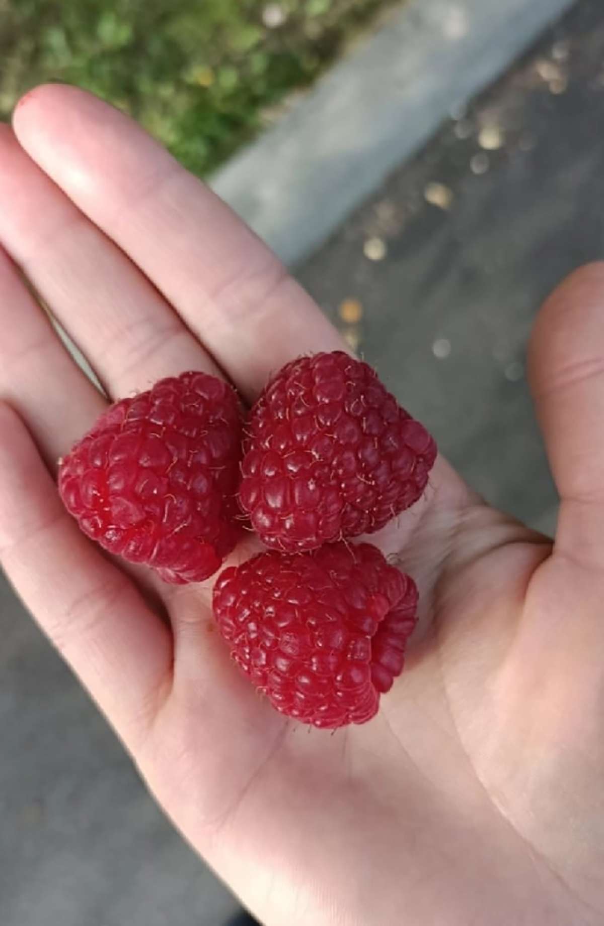 Абрикосы, петунии и другие обитатели сада: садовод делится опытом