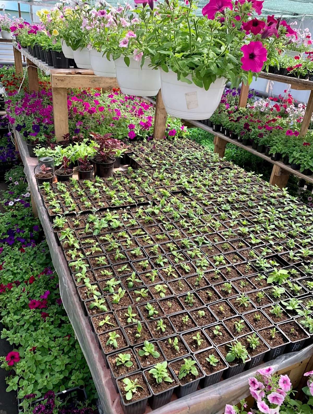 Абрикосы, петунии и другие обитатели сада: садовод делится опытом