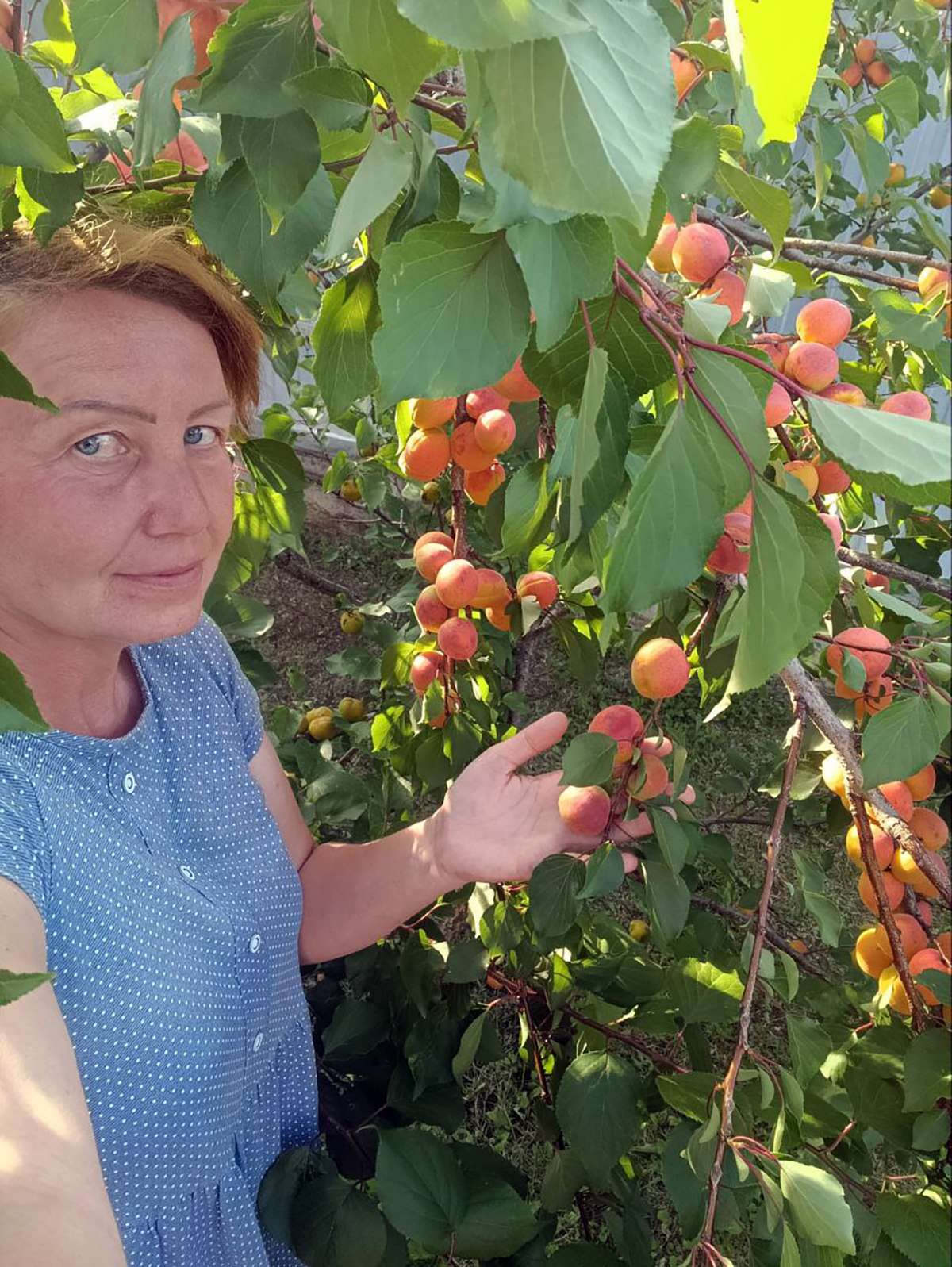 Абрикосы, петунии и другие обитатели сада: садовод делится опытом