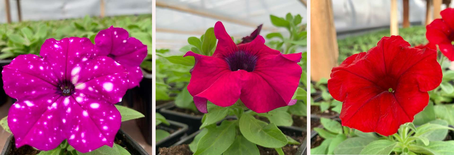 Абрикосы, петунии и другие обитатели сада: садовод делится опытом