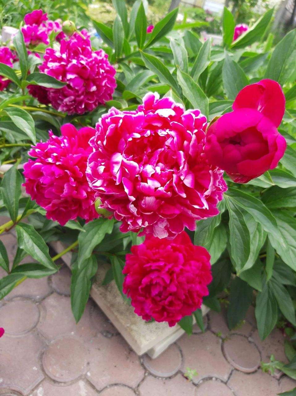 В планах – персики на Урале: жительница Долгодеревенского рассказала о саде