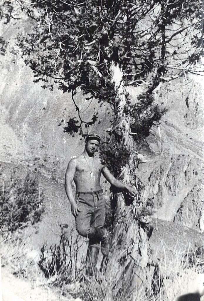 Дерево спасло жизнь девятерым солдатам во время операции «Возмездие»