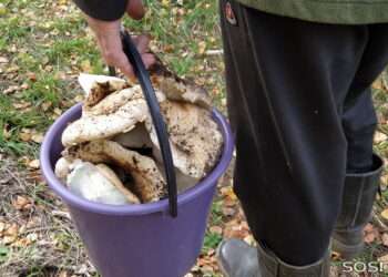 Угодил в болото: грибник заблудился в лесах между Томинским и Полетаево