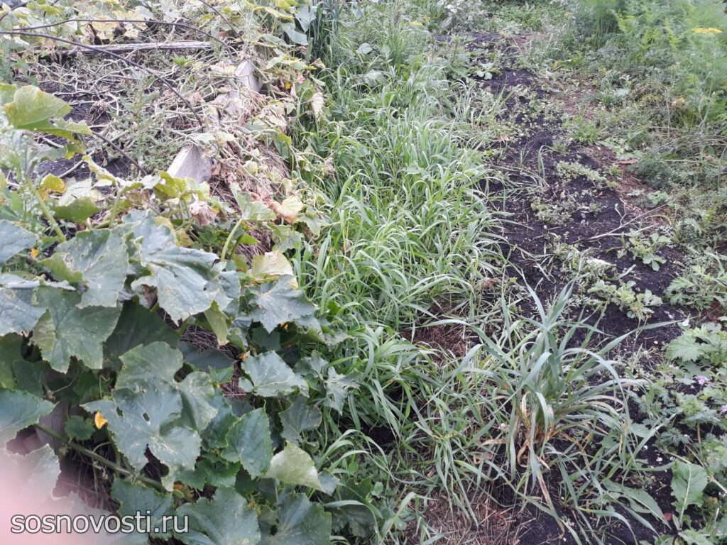 Следовать ли моде во саду и в огороде?