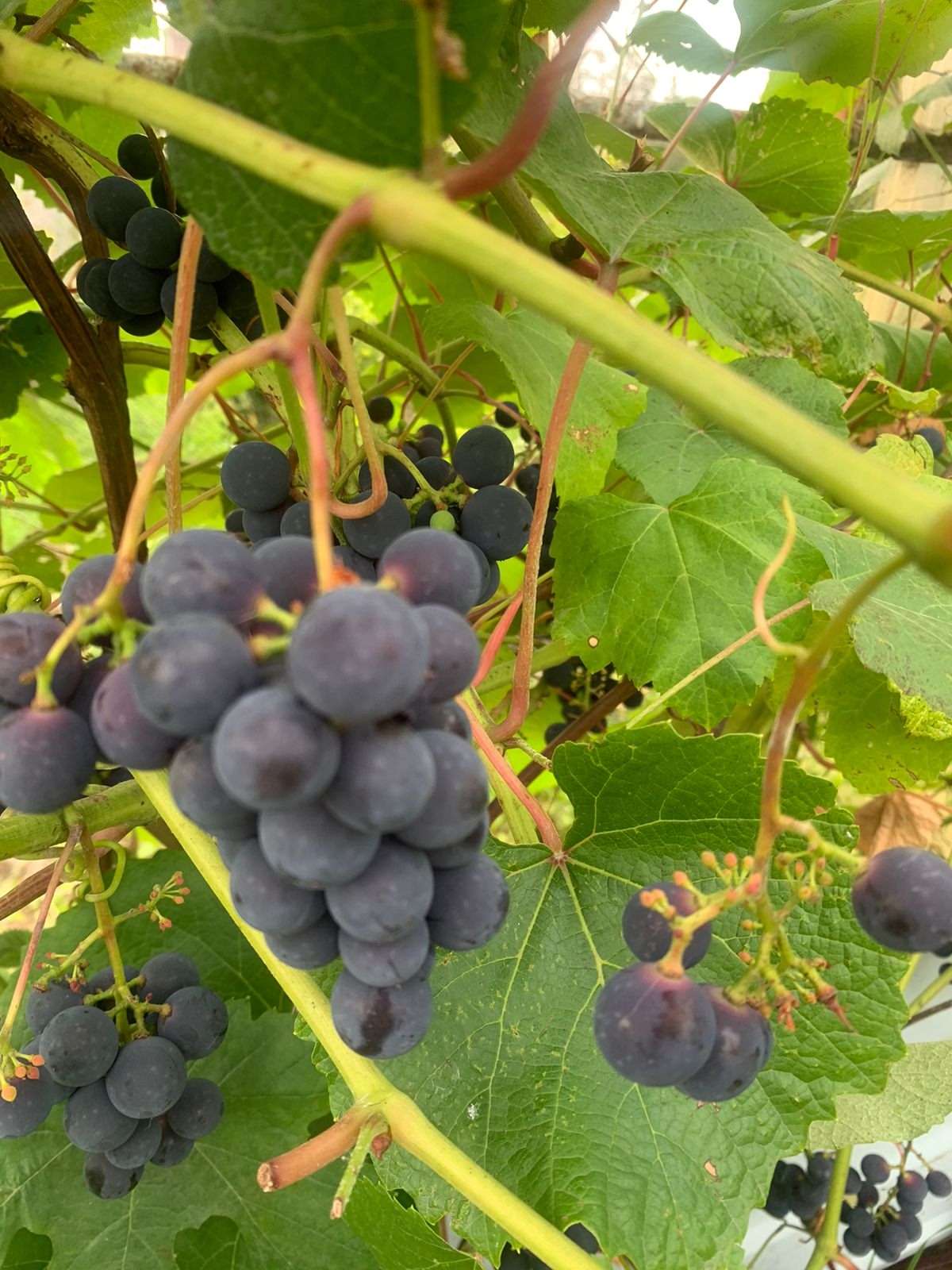 В планах – персики на Урале: жительница Долгодеревенского рассказала о саде