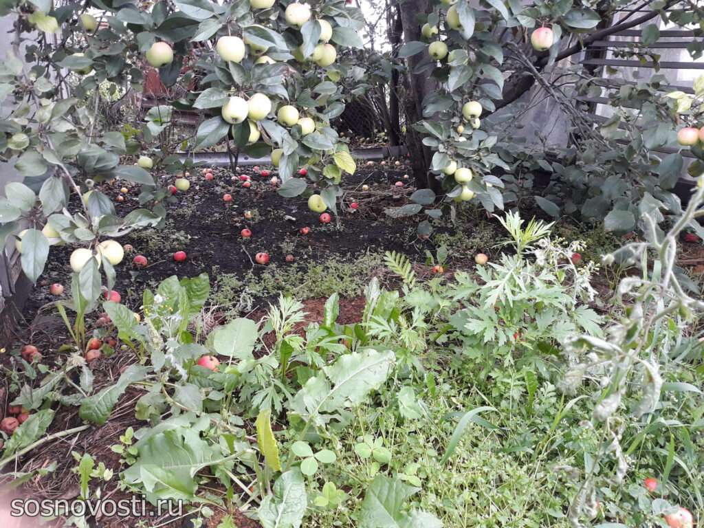 Следовать ли моде во саду и в огороде?