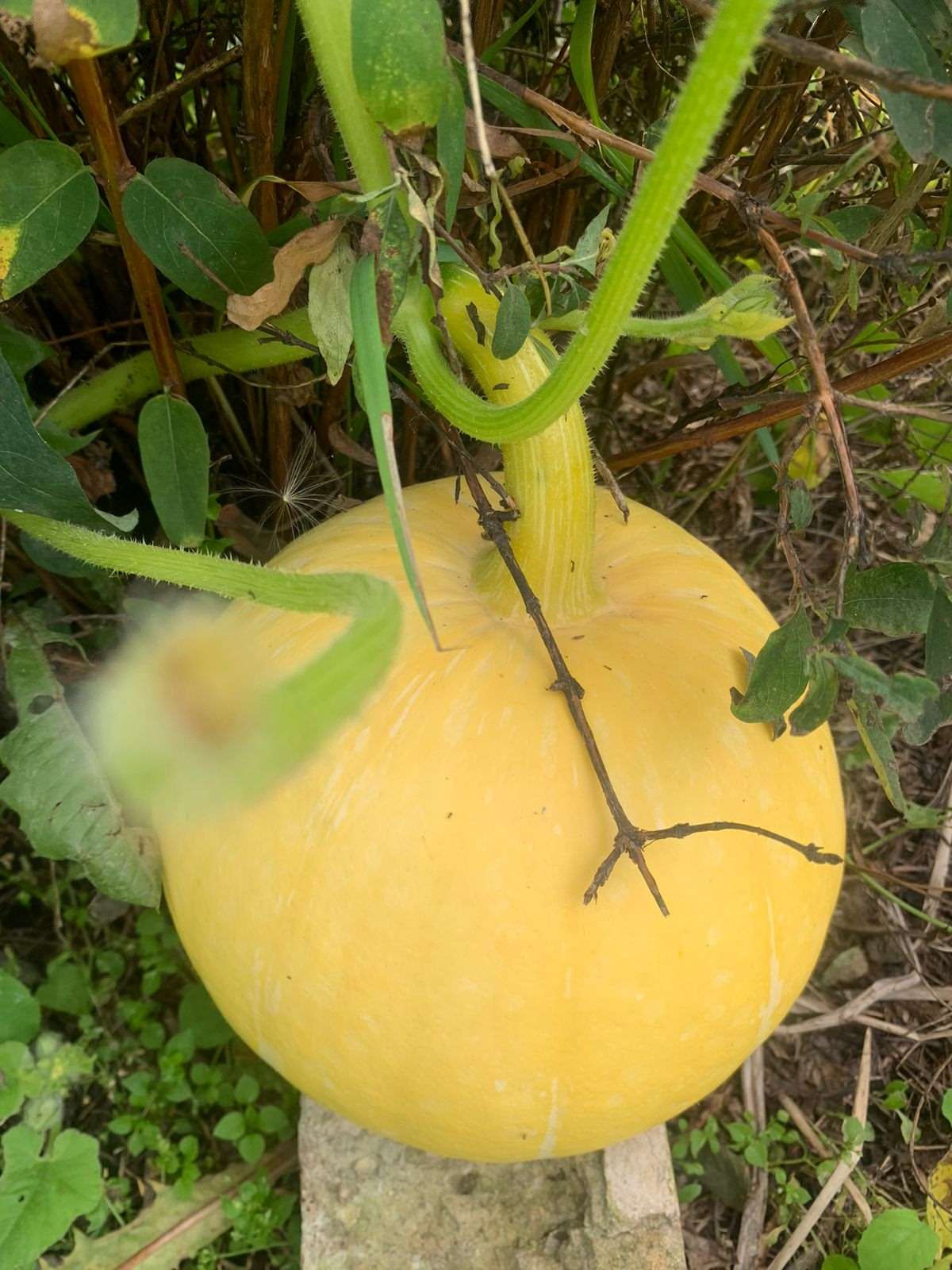 В планах – персики на Урале: жительница Долгодеревенского рассказала о саде