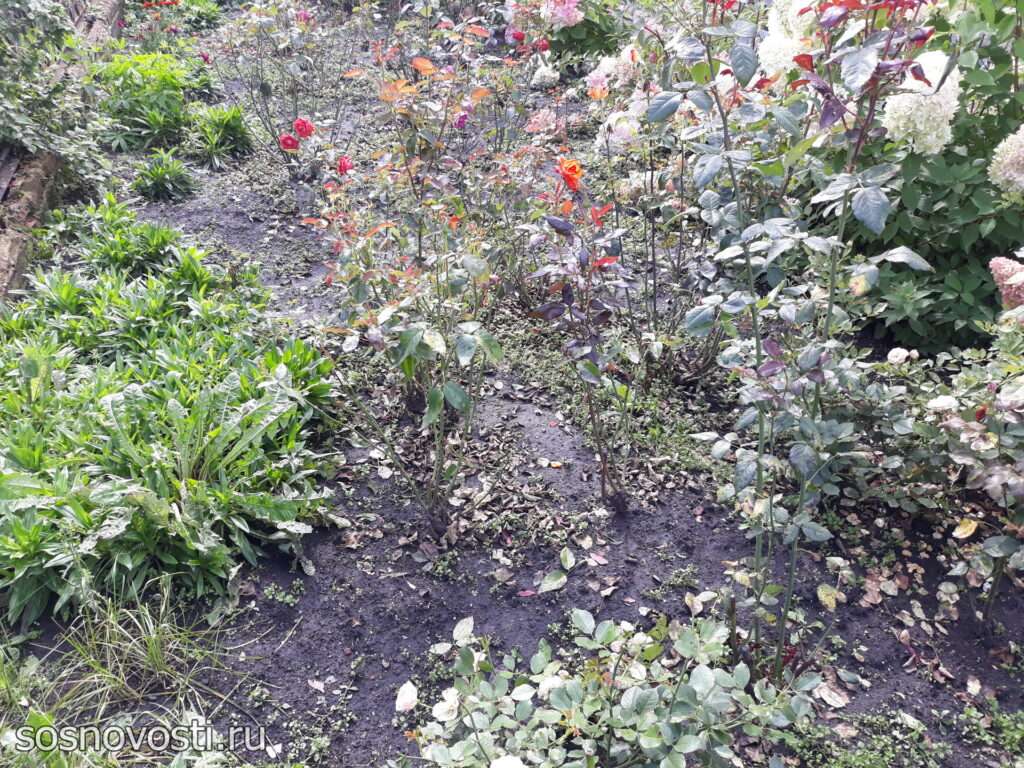 Следовать ли моде во саду и в огороде?