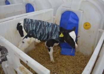 Рационы, надежность, эффект: на фермах готовятся к зимовке