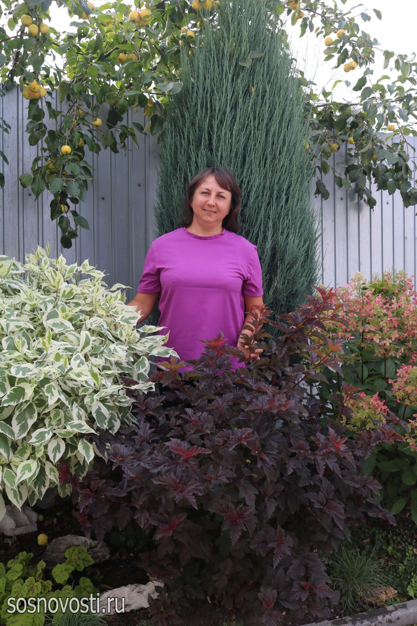 Гортензии и злаки – соседи: садовод из Долгодеревенского знает секрет красивых клумб