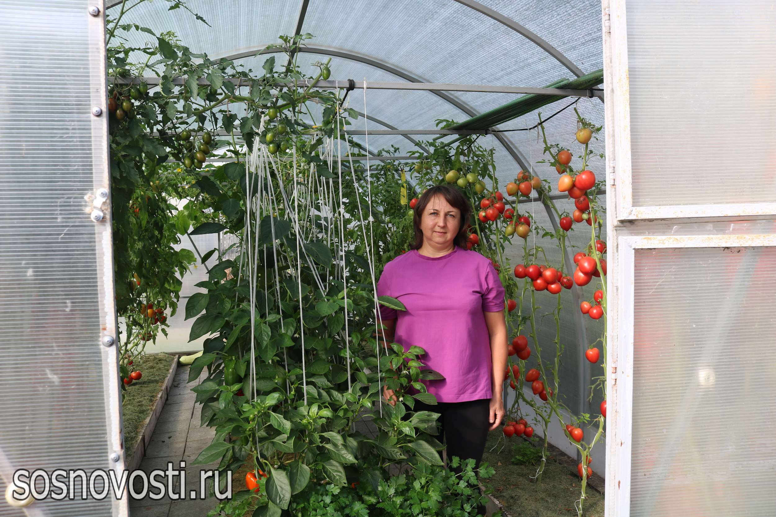 Гортензии и злаки – соседи: садовод из Долгодеревенского знает секрет красивых клумб