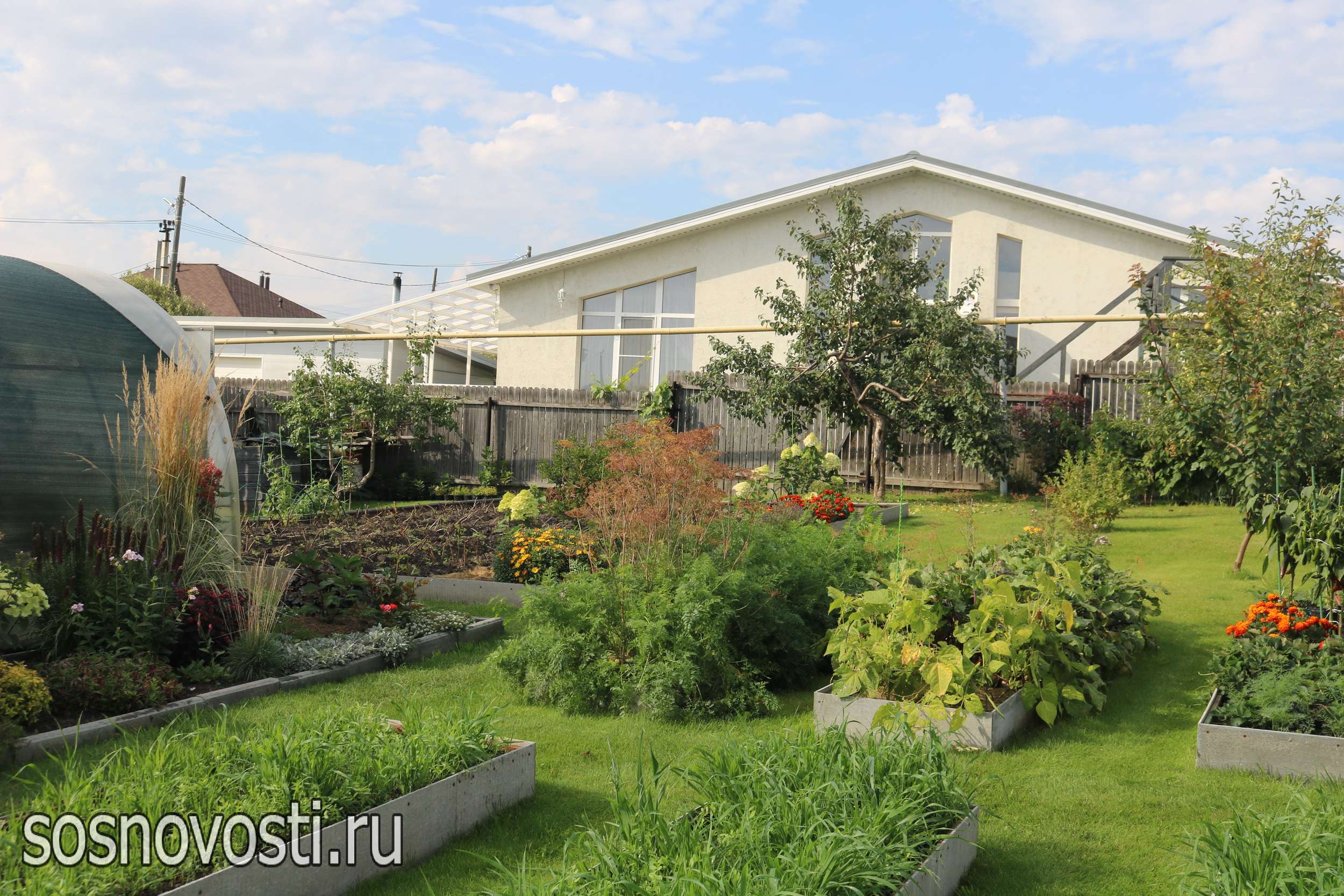 Гортензии и злаки – соседи: садовод из Долгодеревенского знает секрет красивых клумб