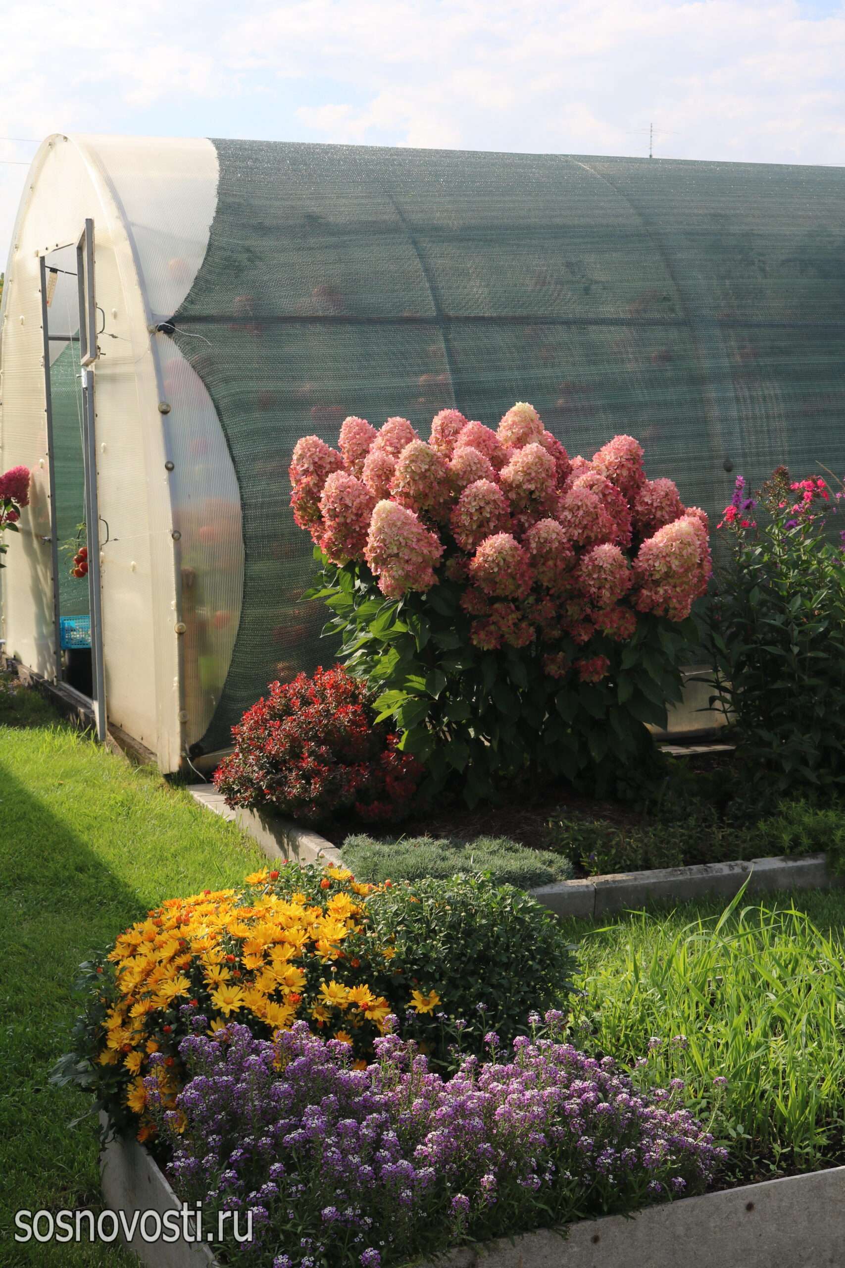 Гортензии и злаки – соседи: садовод из Долгодеревенского знает секрет красивых клумб