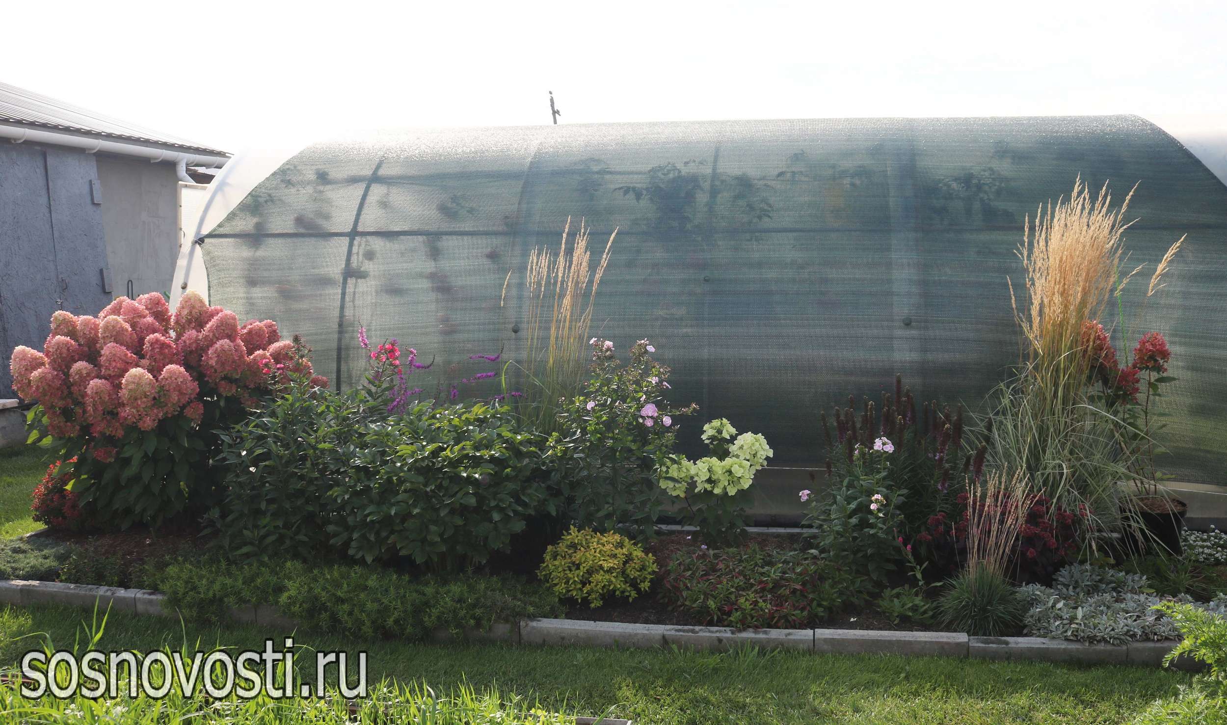 Гортензии и злаки – соседи: садовод из Долгодеревенского знает секрет красивых клумб