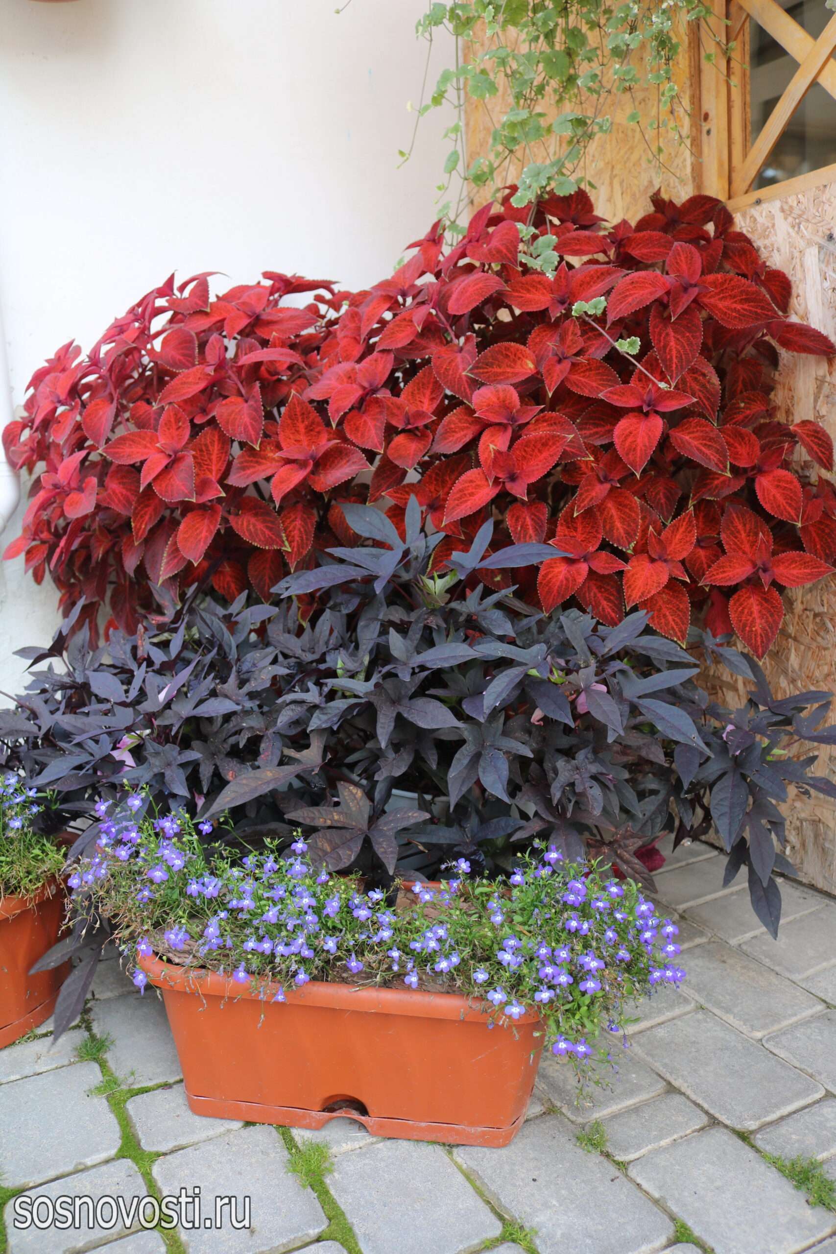 Гортензии и злаки – соседи: садовод из Долгодеревенского знает секрет красивых клумб