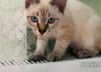 В Сосновском районе начнется отопительный сезон