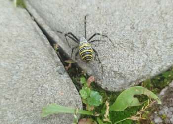 В Сосновском районе замечен краснокнижный паук агриопа Брюнниха