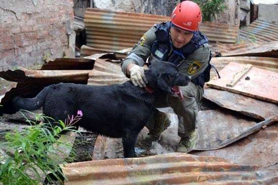 В Центре зоотерапии собаки помогают детям с особенностями развития
