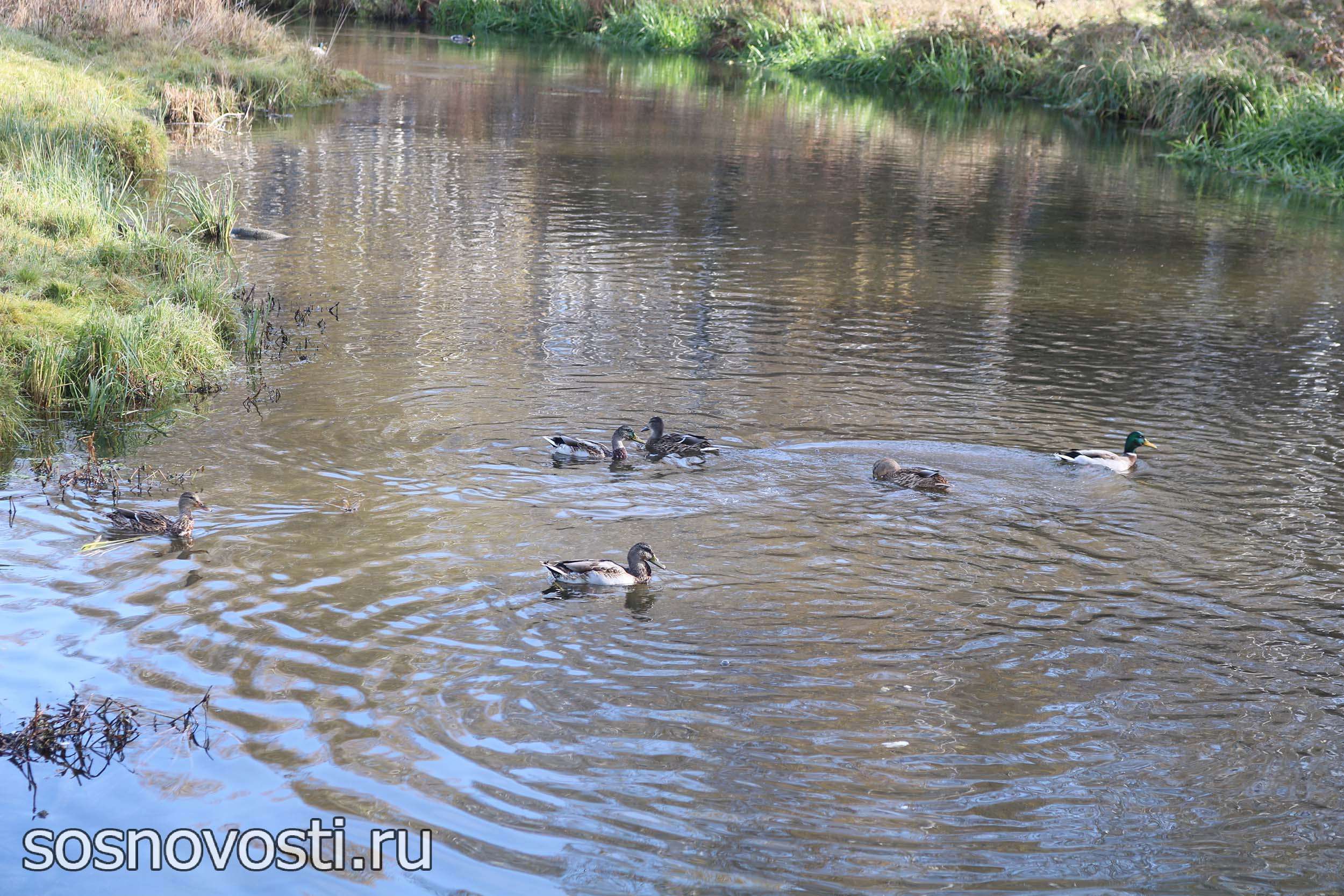 Где живут счастливые утки