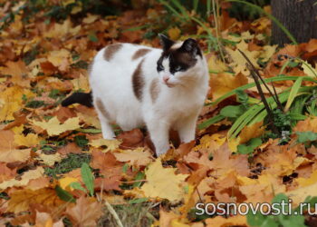 Семь погод на дворе: когда придет зима – подскажут приметы