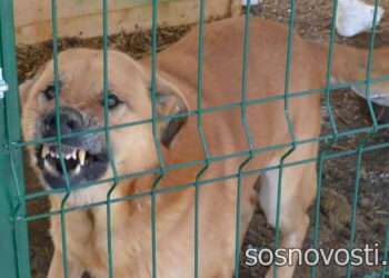 В Саккулово введён карантин по бешенству