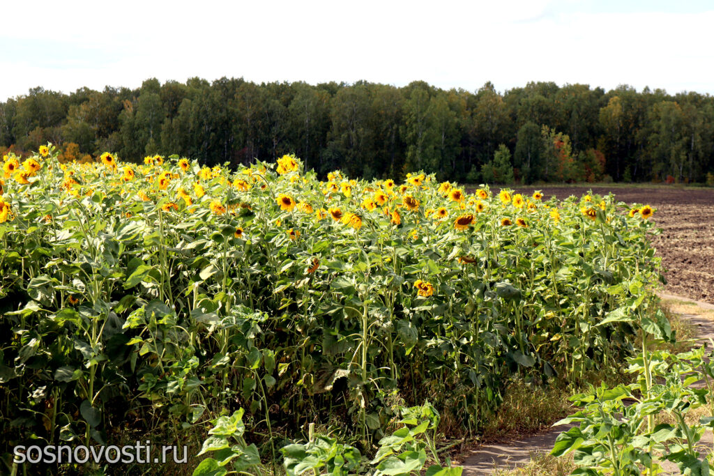 Урожай в закромах: в Сосновском округе подвели итоги уборочной кампании
