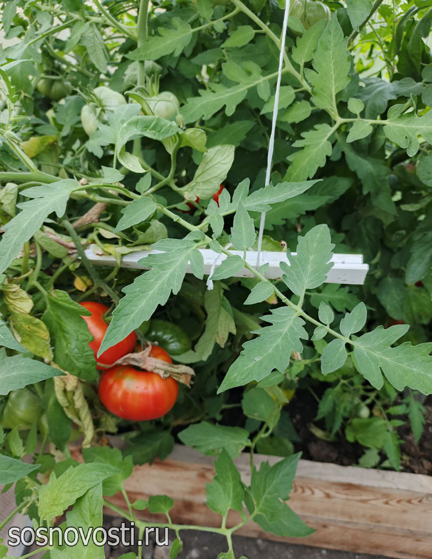 В сосновских школах появится больше агроклассов