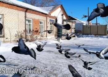 Кузьминки – сценарий зимы: народные приметы ноября