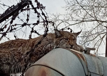 Рысь забралась на забор в промзоне Челябинска
