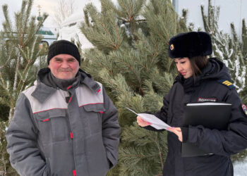 Полицейские напомнили о штрафах за вырубку хвойных