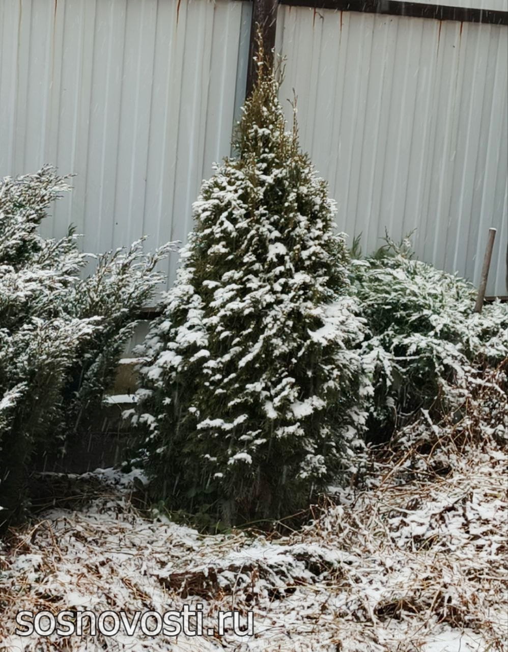 «Звенят бубенчики под дугой»
