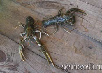 Житель Сосновского округа предстанет перед судом за незаконный вылов раков