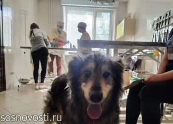 С 1 января всех собак и кошек нужно зарегистрировать