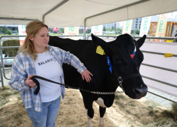 Дива всех удивила: гости выставки «АГРО-2025» увидели корову-рекордсменку